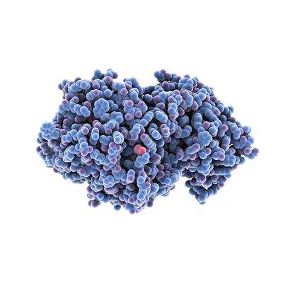 Amylase