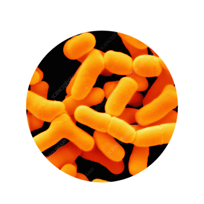 Bifidobacterium Bifidum