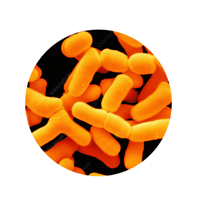 Bifidobacterium Bifidum