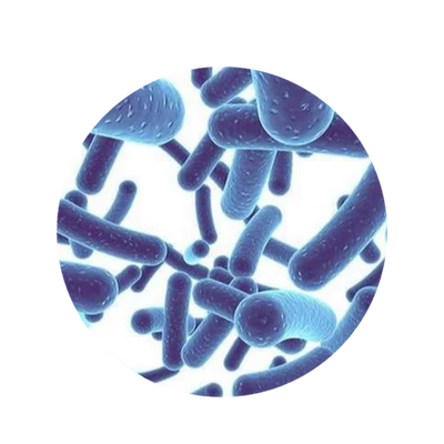 Bifidobacterium Infantis