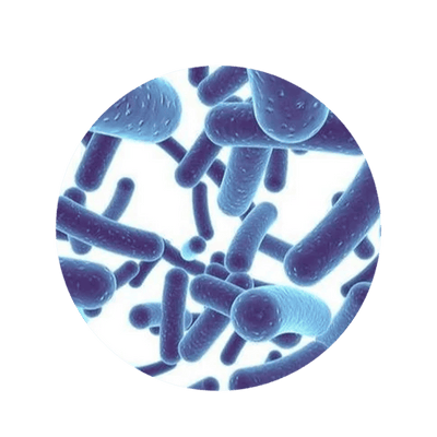 Bifidobacterium Infantis