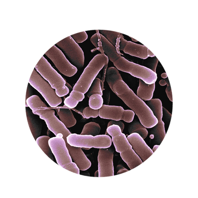 Bifidobacterium Longum