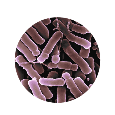 Bifidobacterium Longum