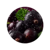 Black Currant