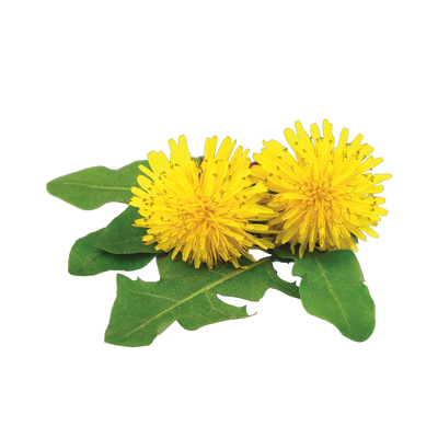 Dandelion Extract	