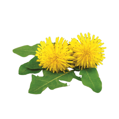 Dandelion Extract	