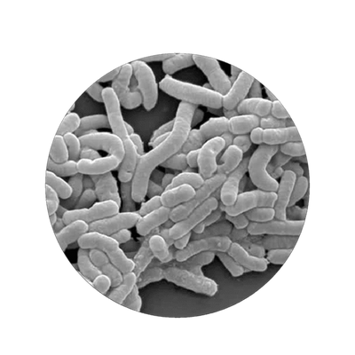 Lacticaseibacillus Casei