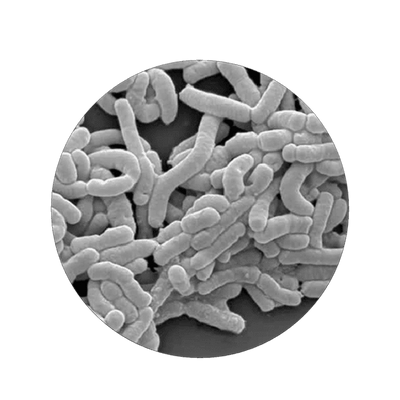 Lacticaseibacillus Casei