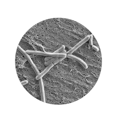 Lacticaseibacillus Rhamnosus