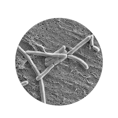 Lacticaseibacillus Rhamnosus