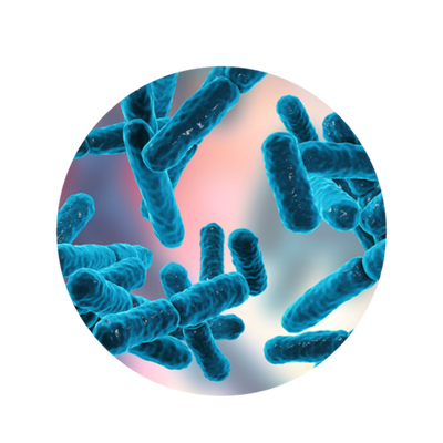 Lactiplantibacillus Plantarum