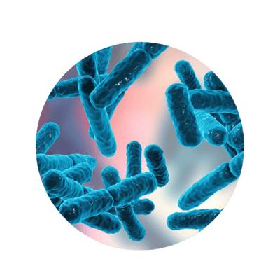 Lactiplantibacillus Plantarum