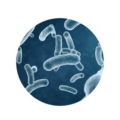 Lactobacillus Acidophilus