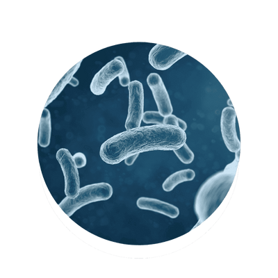Lactobacillus Acidophilus