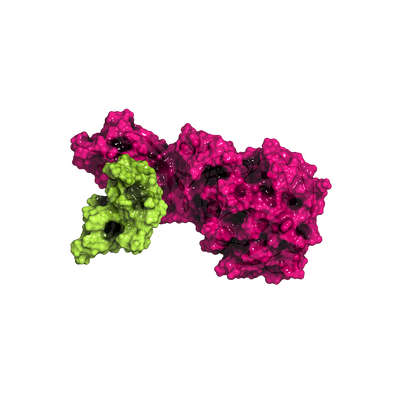Lipase