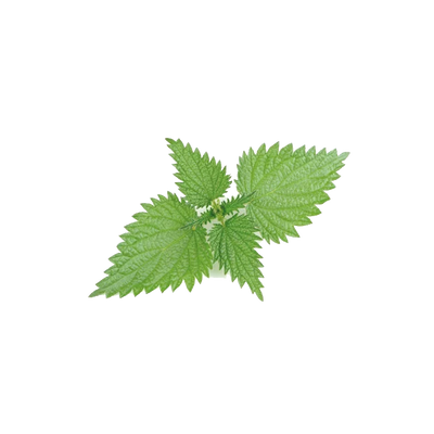 Nettle Seed Extract
