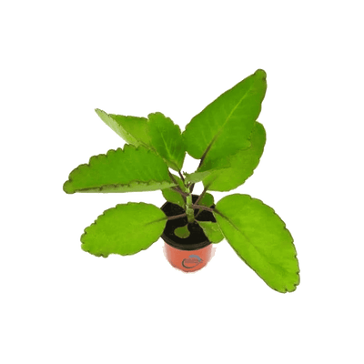 Patharchatta Extract	