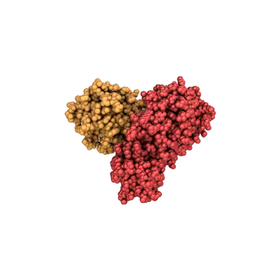 Protease